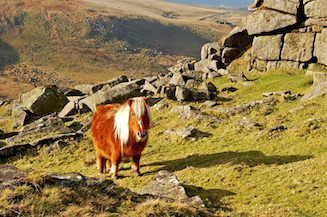 Dartmoor pony beside a rocky outcrop 