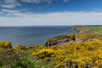 Golden gorse on the clifftop above St Brides Bay