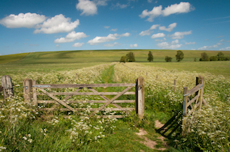 Gate surrounded by cow parsley, leading into a path through fields of cops