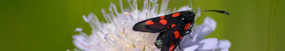 Burnet moth sat on scabious flower