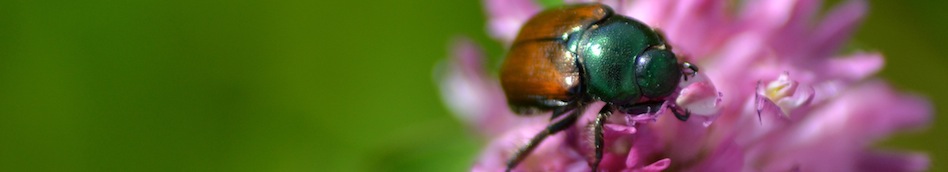 Copper and green beetle on pink flower