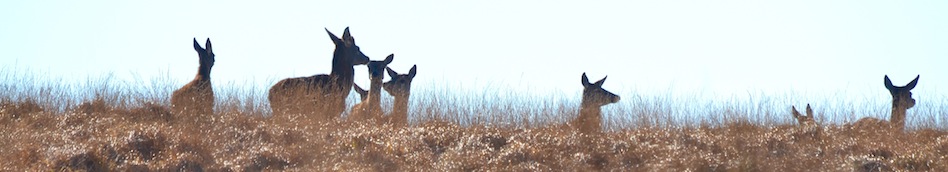 Red deer hinds on the skyline on Exmoor