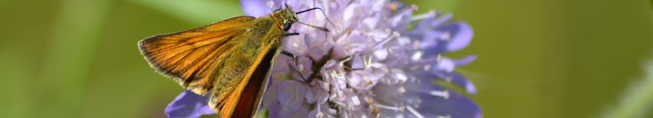 Green skipper on scabious flower