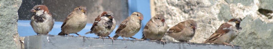 Row od sparrows sat on a slate windowsill