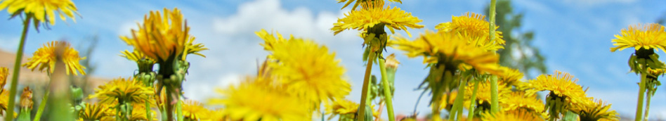 Dandelions