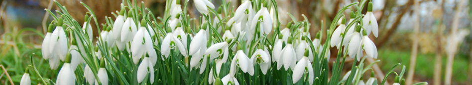 Snowdrops